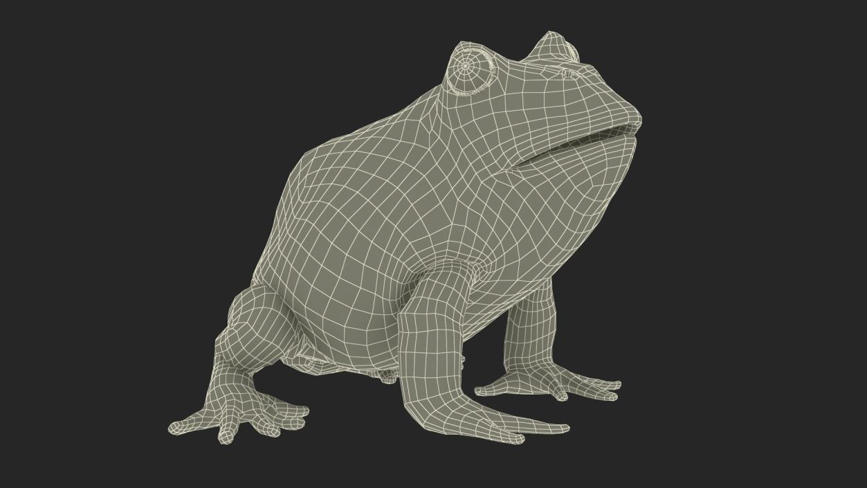 3D Ceratophrys Ornata Frog model