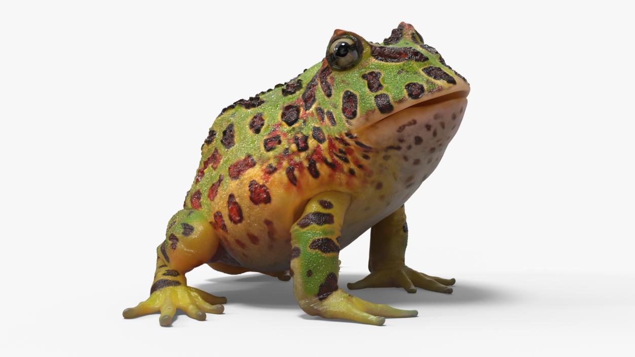 3D Ceratophrys Ornata Frog model