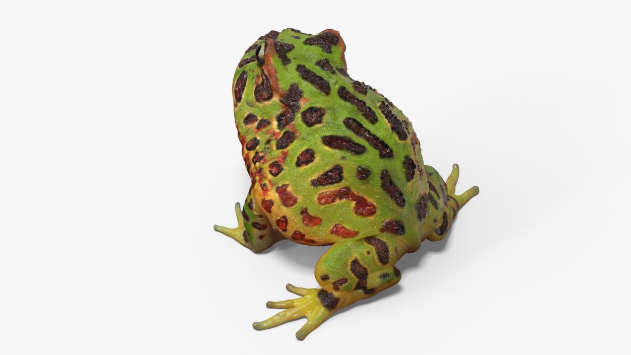 3D Ceratophrys Ornata Frog model