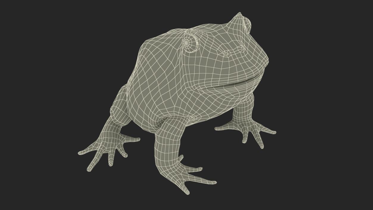 3D Ceratophrys Ornata Frog model