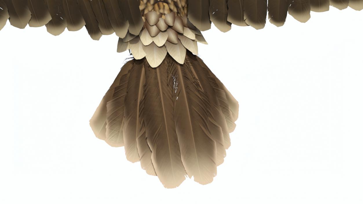 Imperial Eagle Attacking Pose 3D model