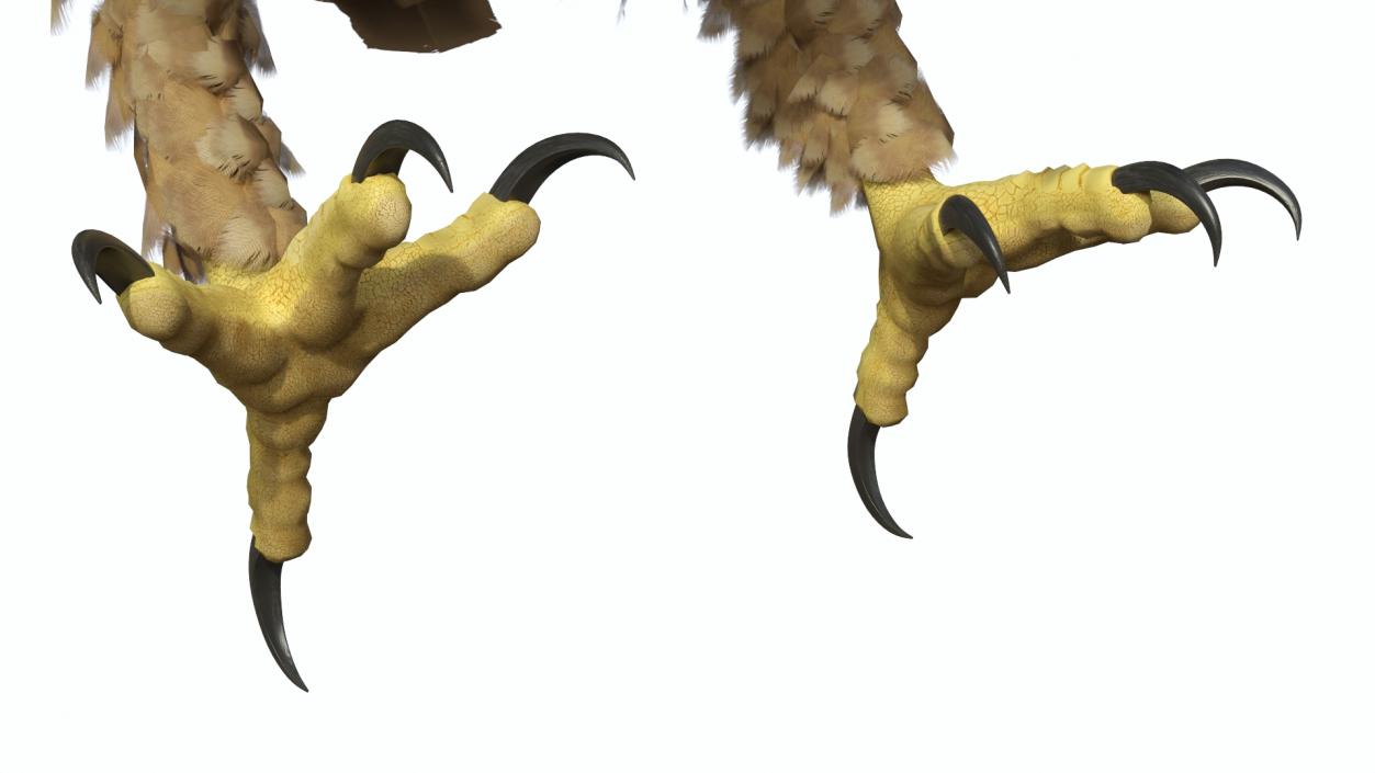 Imperial Eagle Attacking Pose 3D model