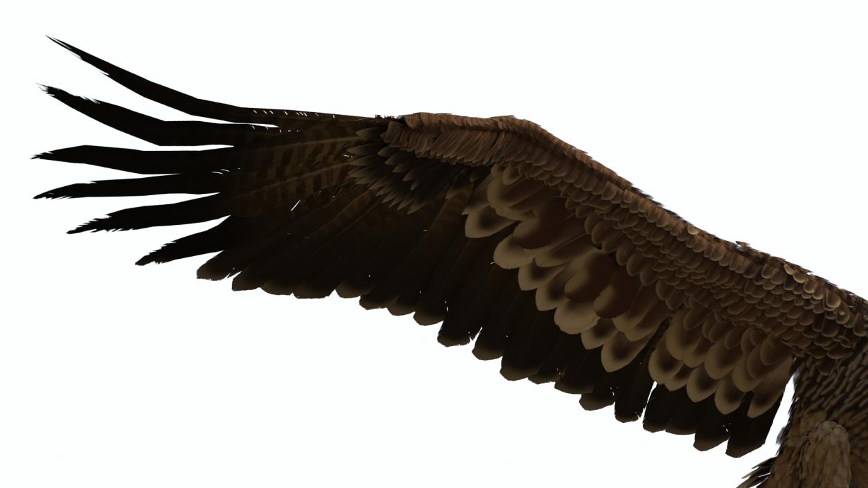 Imperial Eagle Attacking Pose 3D model