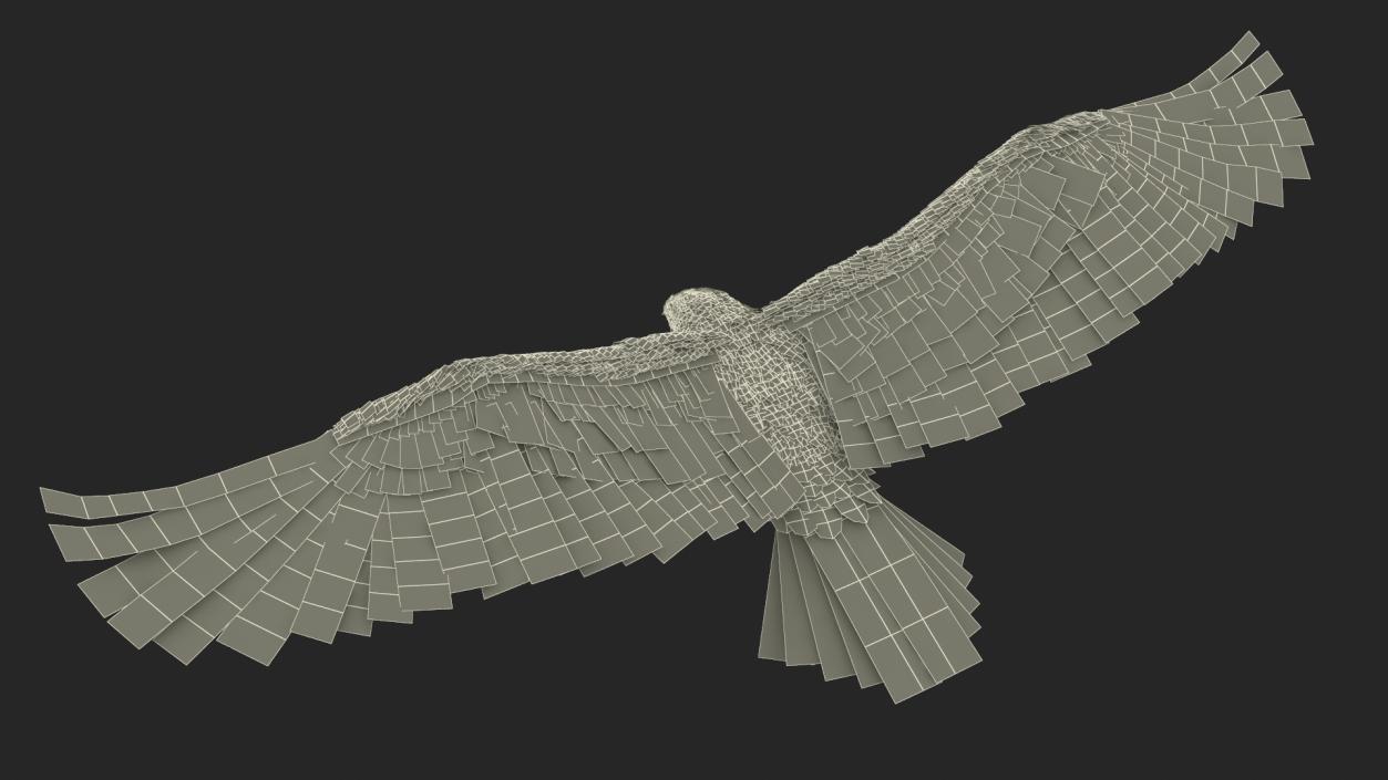 Imperial Eagle Attacking Pose 3D model