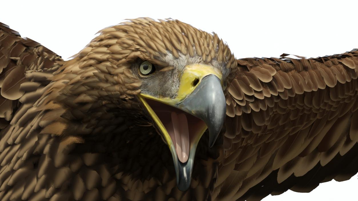 Imperial Eagle Attacking Pose 3D model