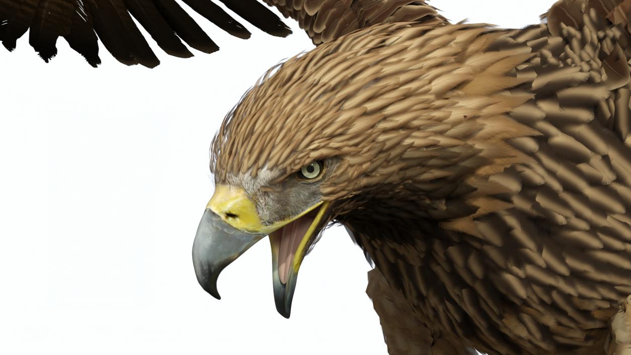 Imperial Eagle Attacking Pose 3D model