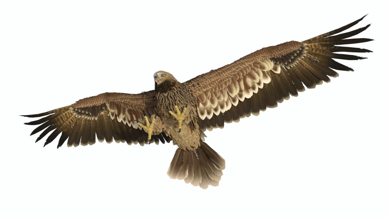 Imperial Eagle Attacking Pose 3D model