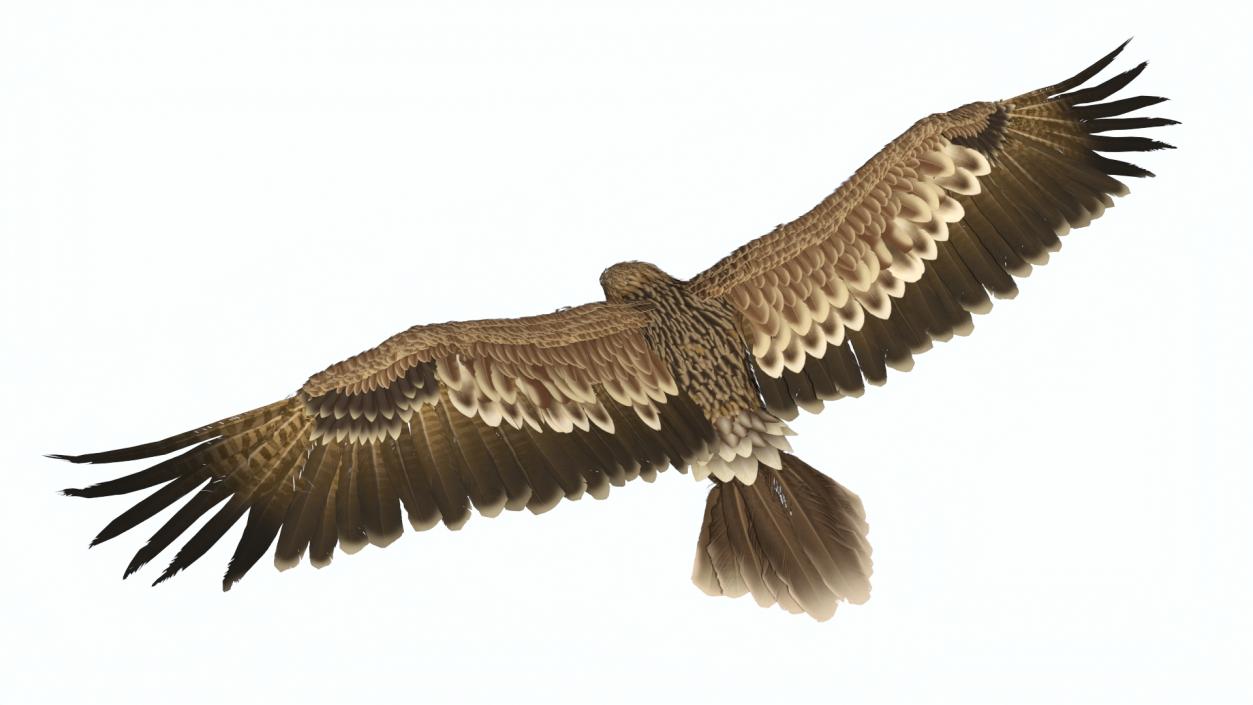 Imperial Eagle Attacking Pose 3D model