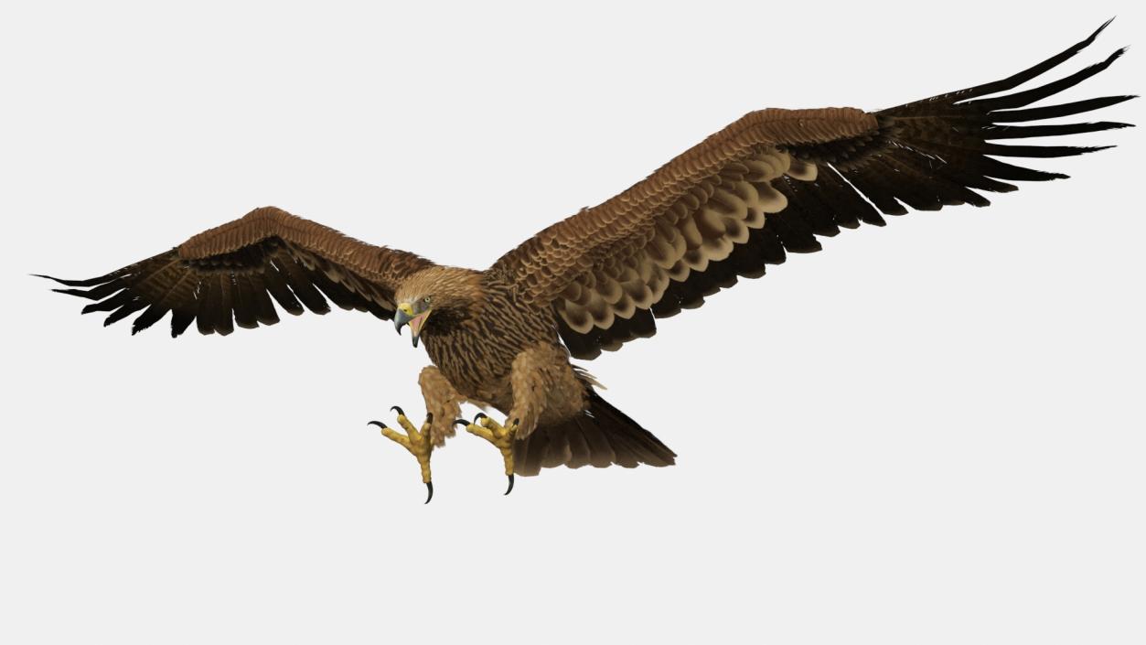 Imperial Eagle Attacking Pose 3D model