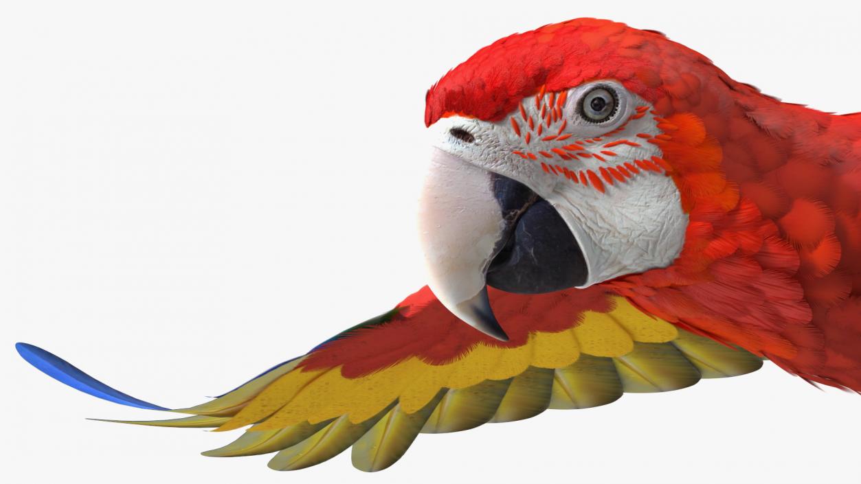 3D Red and Green Macaw Parrot Flight Pose model