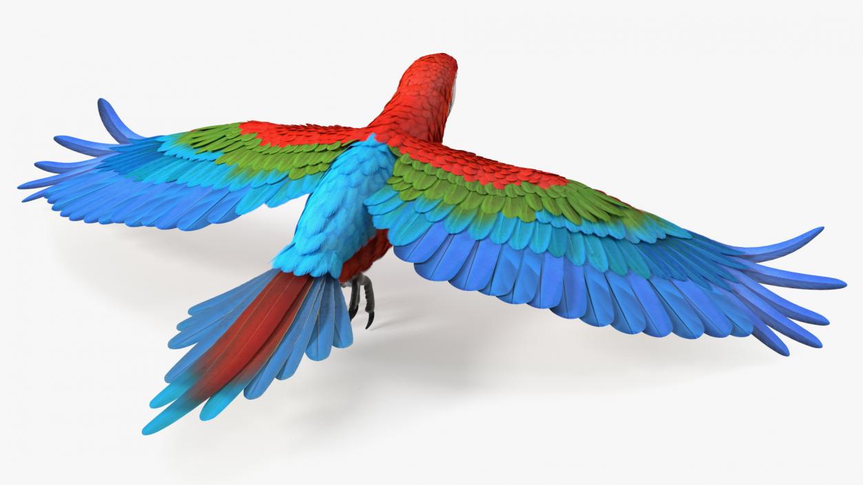 3D Red and Green Macaw Parrot Flight Pose model