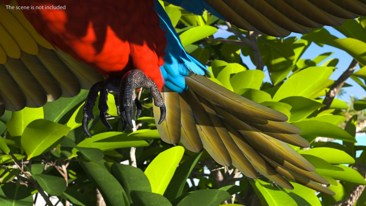 3D Red and Green Macaw Parrot Flight Pose model