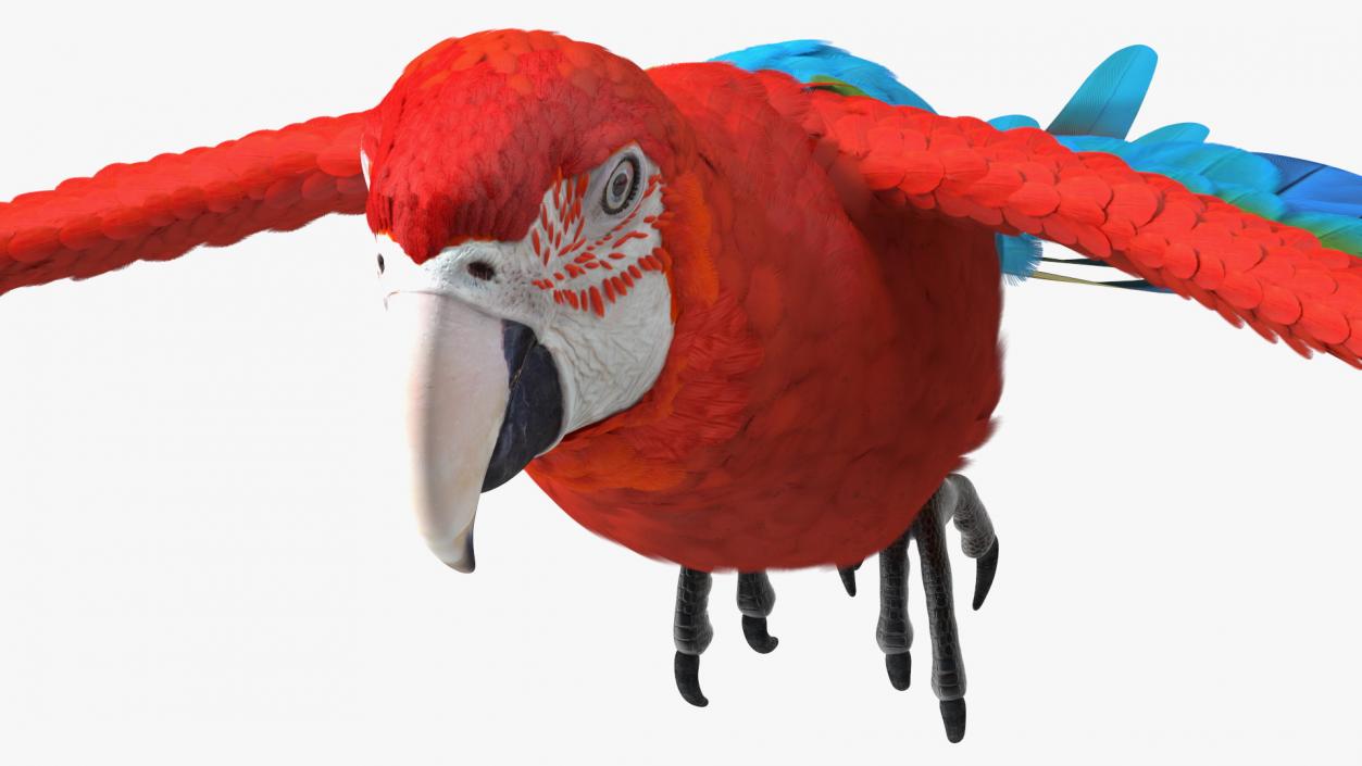 3D Red and Green Macaw Parrot Flight Pose model