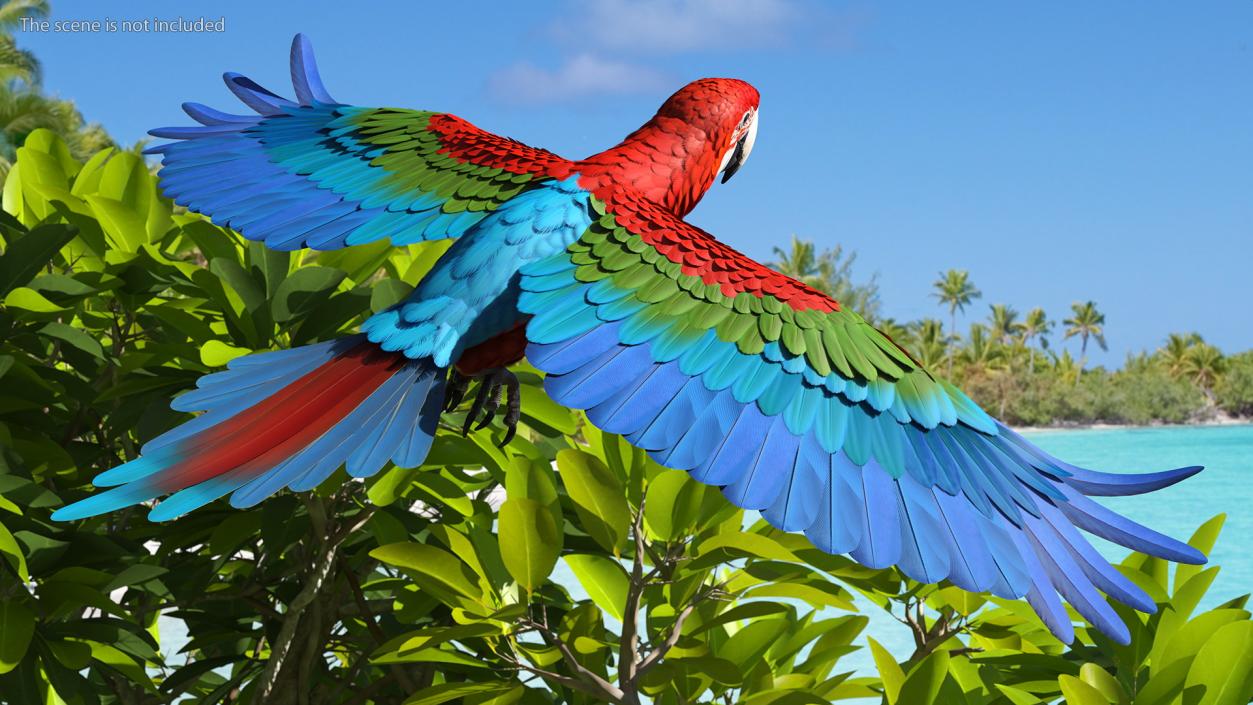 3D Red and Green Macaw Parrot Flight Pose model