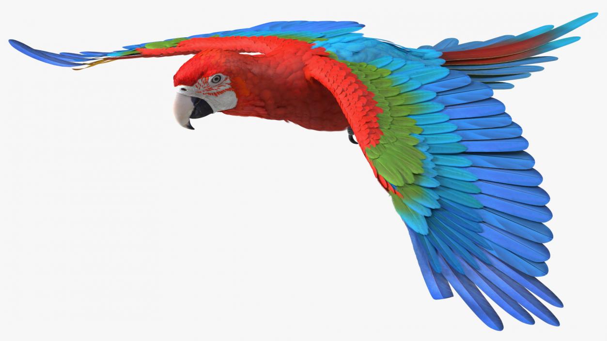 3D Red and Green Macaw Parrot Flight Pose model