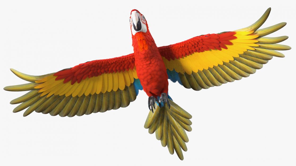 3D Red and Green Macaw Parrot Flight Pose model