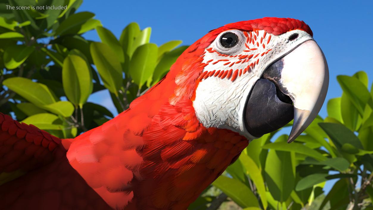 3D Red and Green Macaw Parrot Flight Pose model