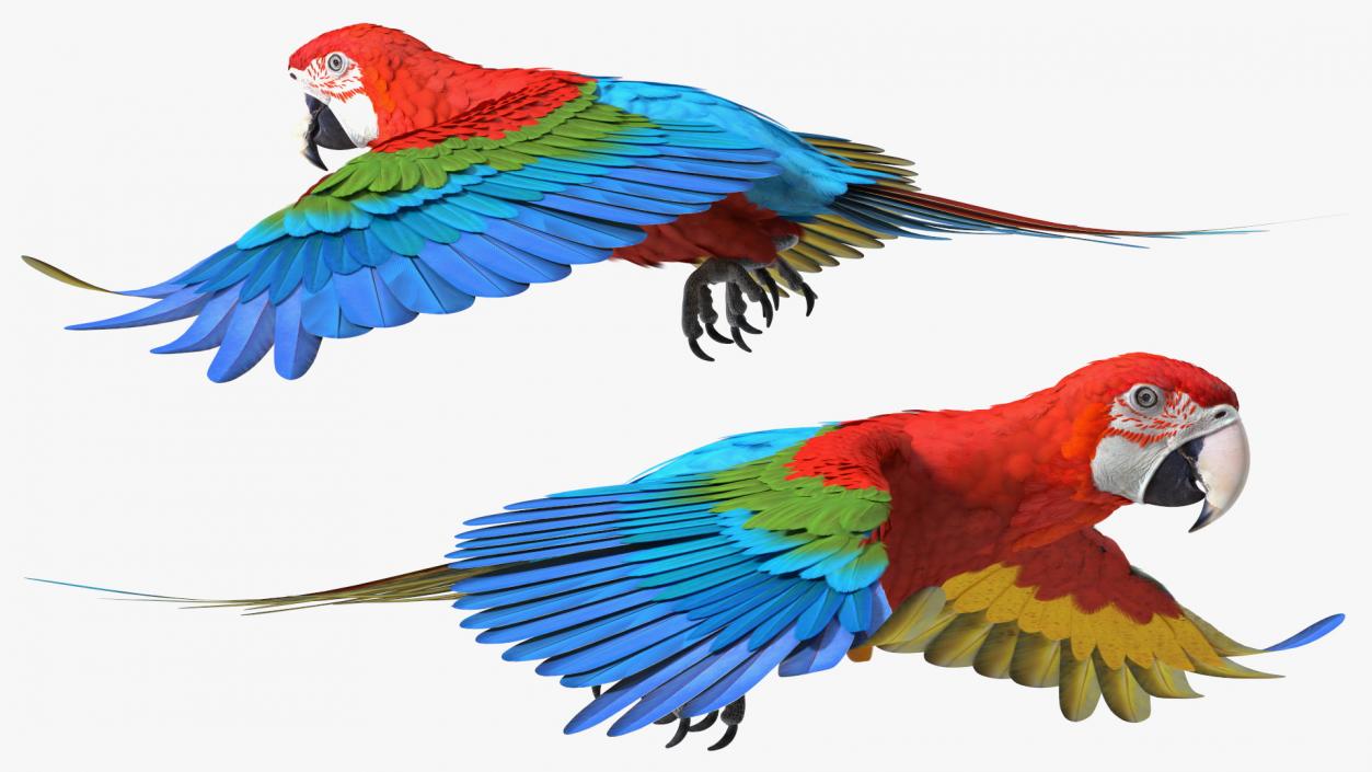 3D Red and Green Macaw Parrot Flight Pose model