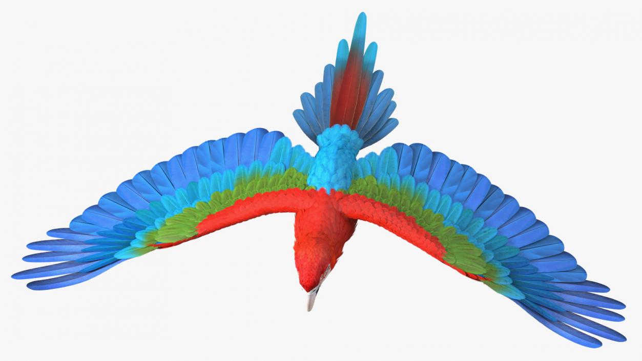 3D Red and Green Macaw Parrot Flight Pose model