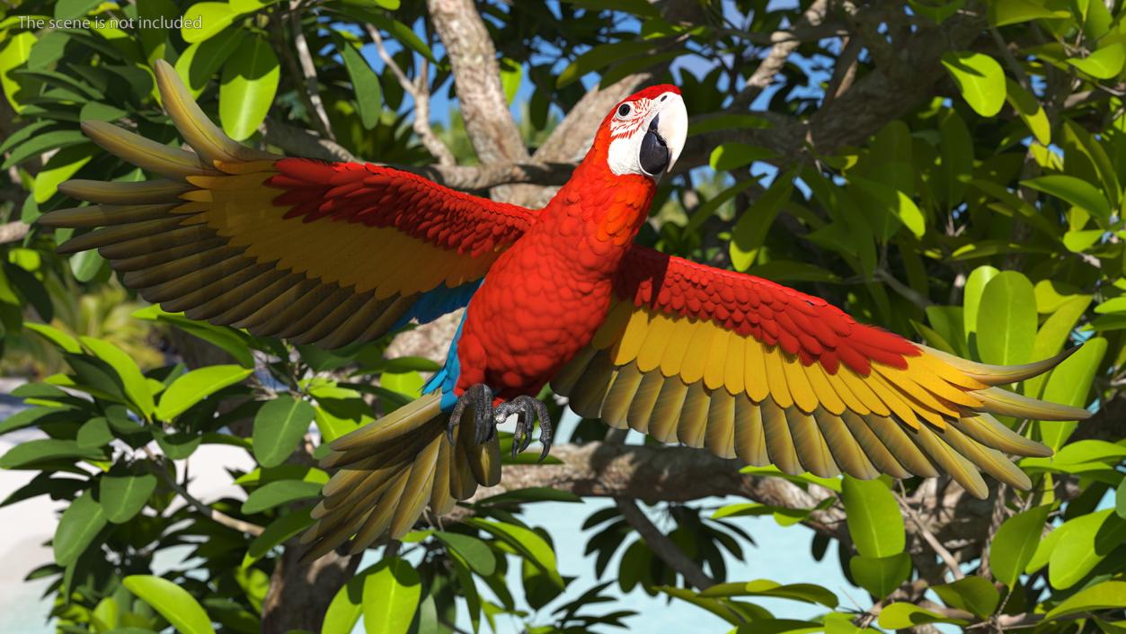 3D Red and Green Macaw Parrot Flight Pose model