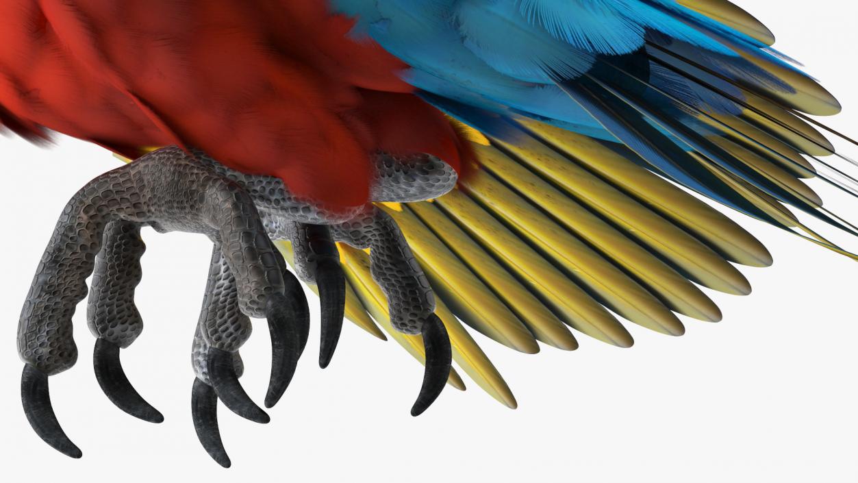 3D Red and Green Macaw Parrot Flight Pose model