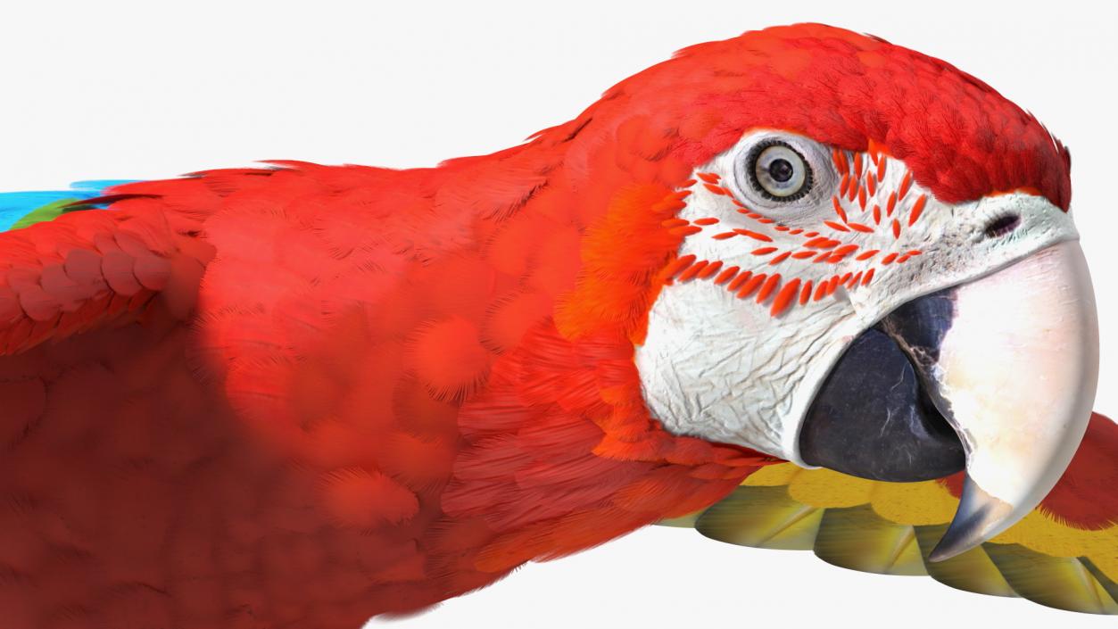 3D Red and Green Macaw Parrot Flight Pose model