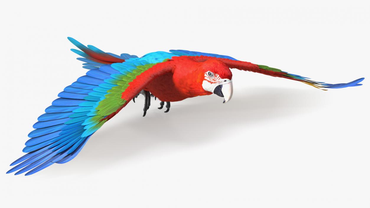 3D Red and Green Macaw Parrot Flight Pose model