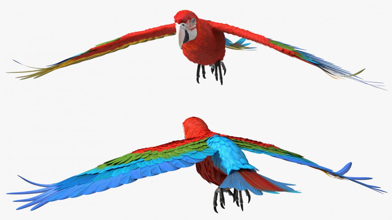 3D Red and Green Macaw Parrot Flight Pose model