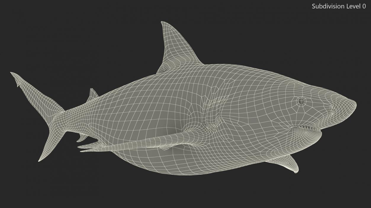 3D Pigeye Shark or Java Shark Rigged model