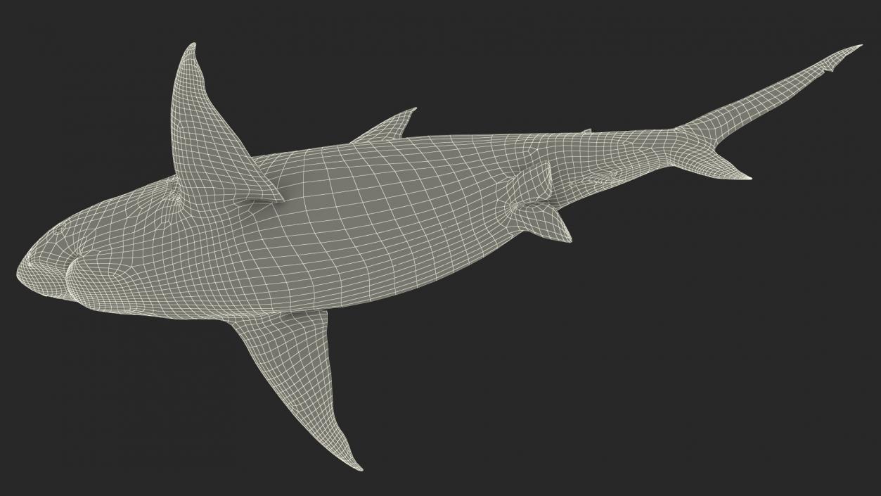 3D Pigeye Shark or Java Shark Rigged model