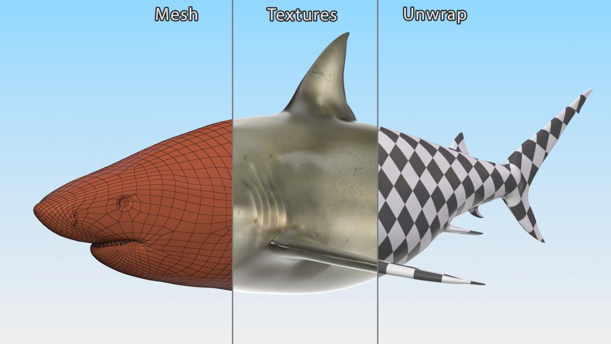 3D Pigeye Shark or Java Shark Rigged model