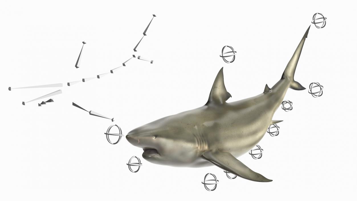 3D Pigeye Shark or Java Shark Rigged model