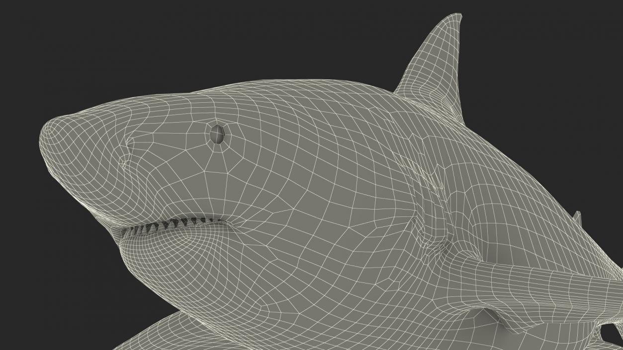 3D Pigeye Shark or Java Shark Rigged model