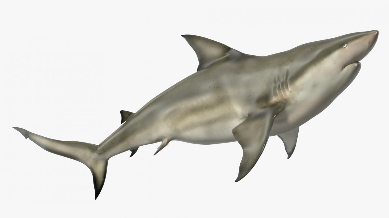 3D Pigeye Shark or Java Shark Rigged model