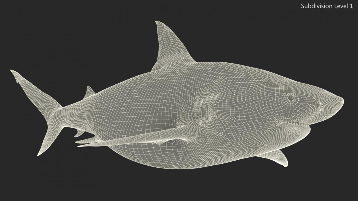 3D Pigeye Shark or Java Shark Rigged model