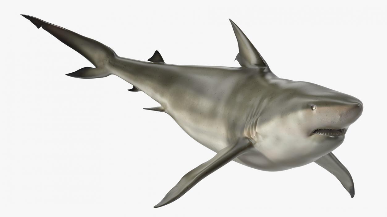 3D Pigeye Shark or Java Shark Rigged model