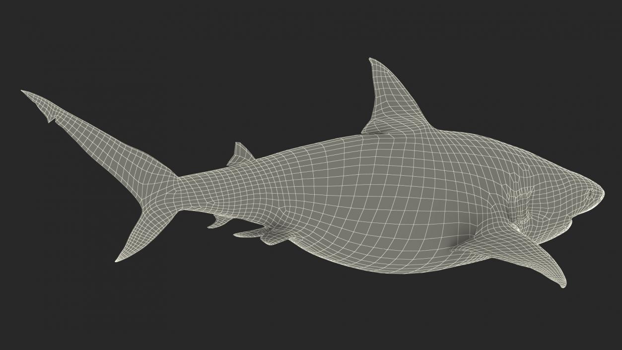 3D Pigeye Shark or Java Shark Rigged model