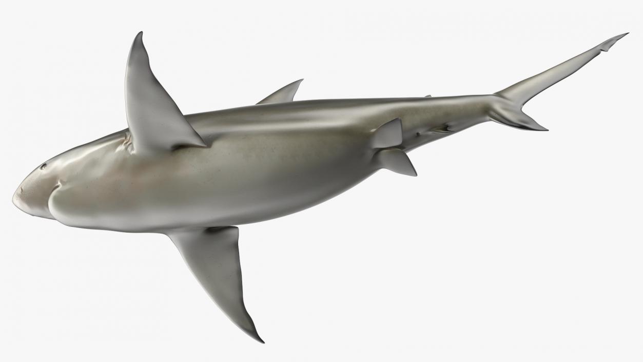 3D Pigeye Shark or Java Shark Rigged model