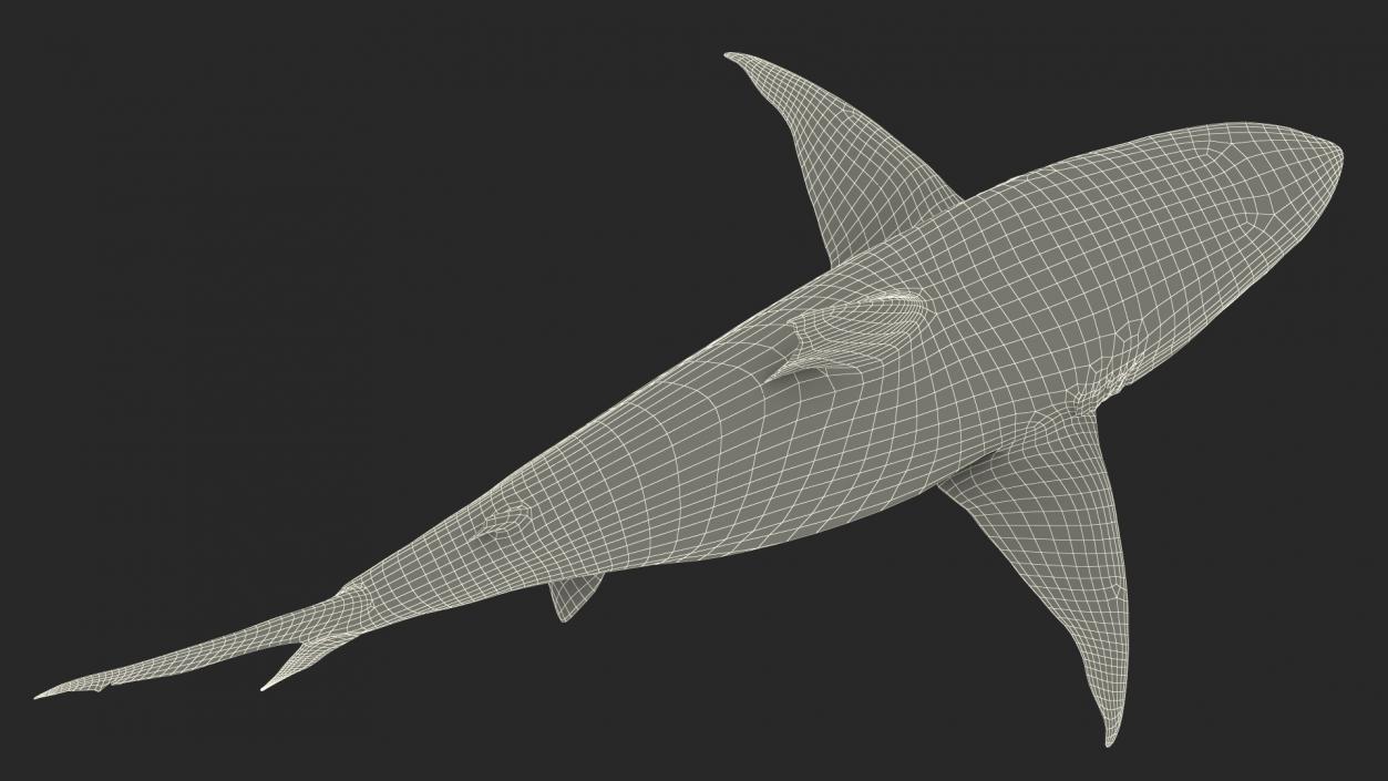 3D Pigeye Shark or Java Shark Rigged model