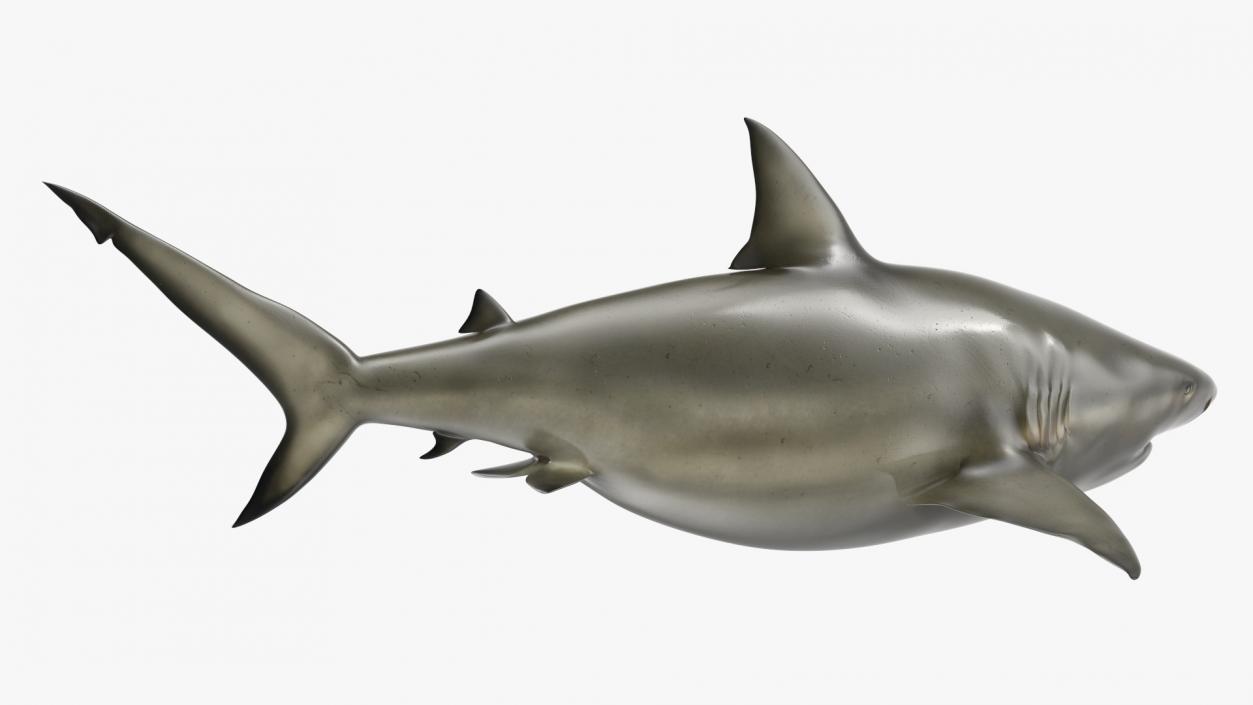 3D Pigeye Shark or Java Shark Rigged model