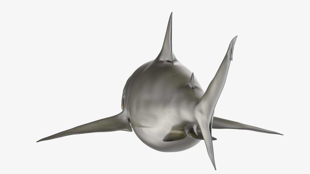 3D Pigeye Shark or Java Shark Rigged model