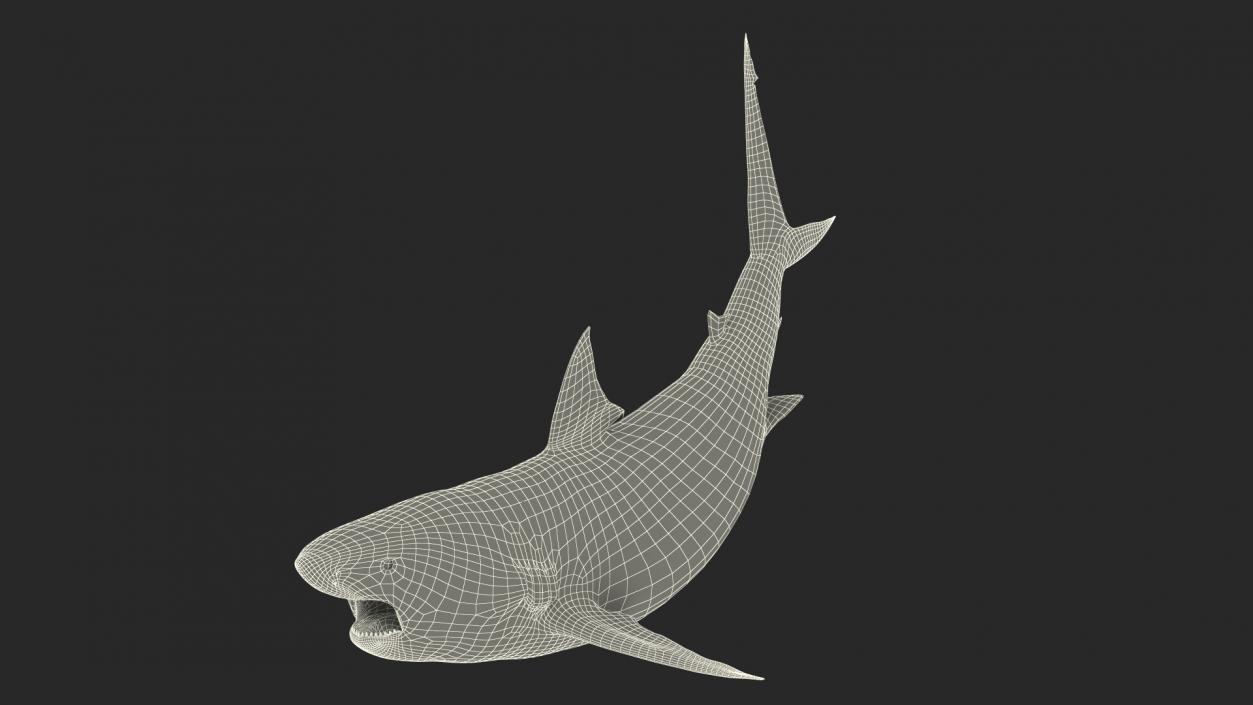 3D Pigeye Shark or Java Shark Rigged model