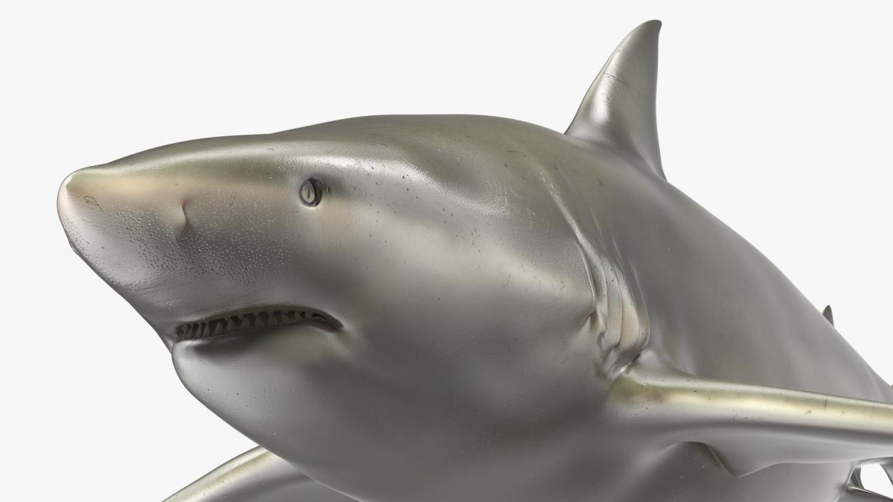 3D Pigeye Shark or Java Shark Rigged model