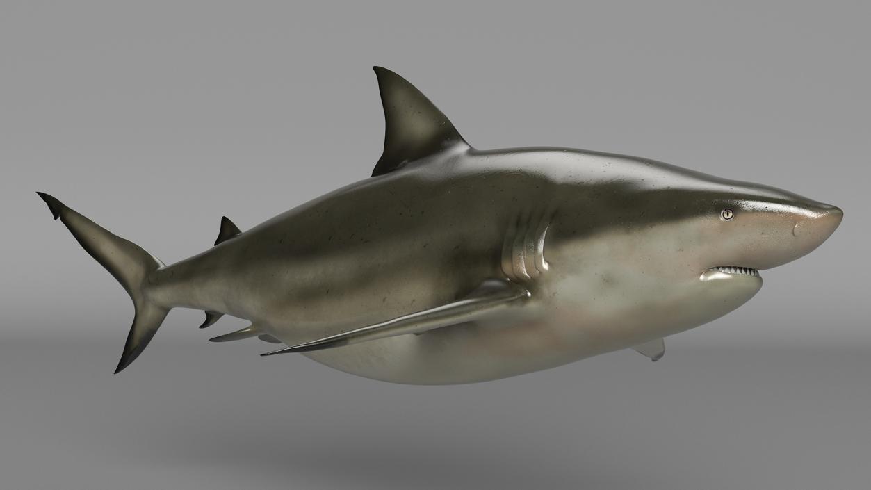 3D Pigeye Shark or Java Shark Rigged model