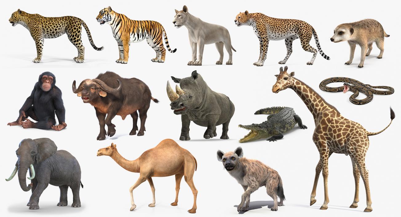 3D Rigged African Animals Collection 11