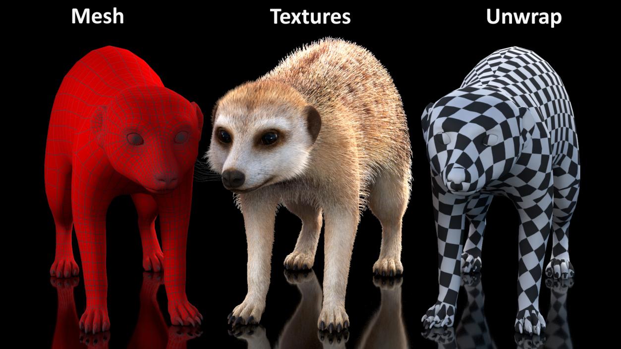 3D Rigged African Animals Collection 11