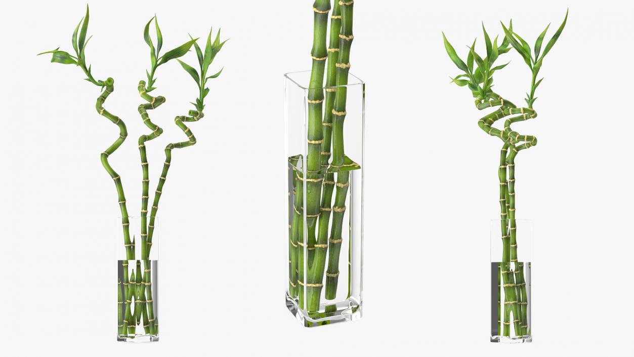 3D model Lucky Bamboo Bouquet