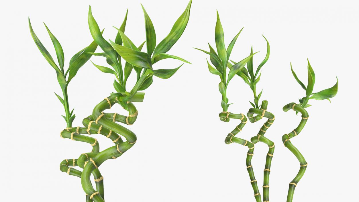 3D model Lucky Bamboo Bouquet