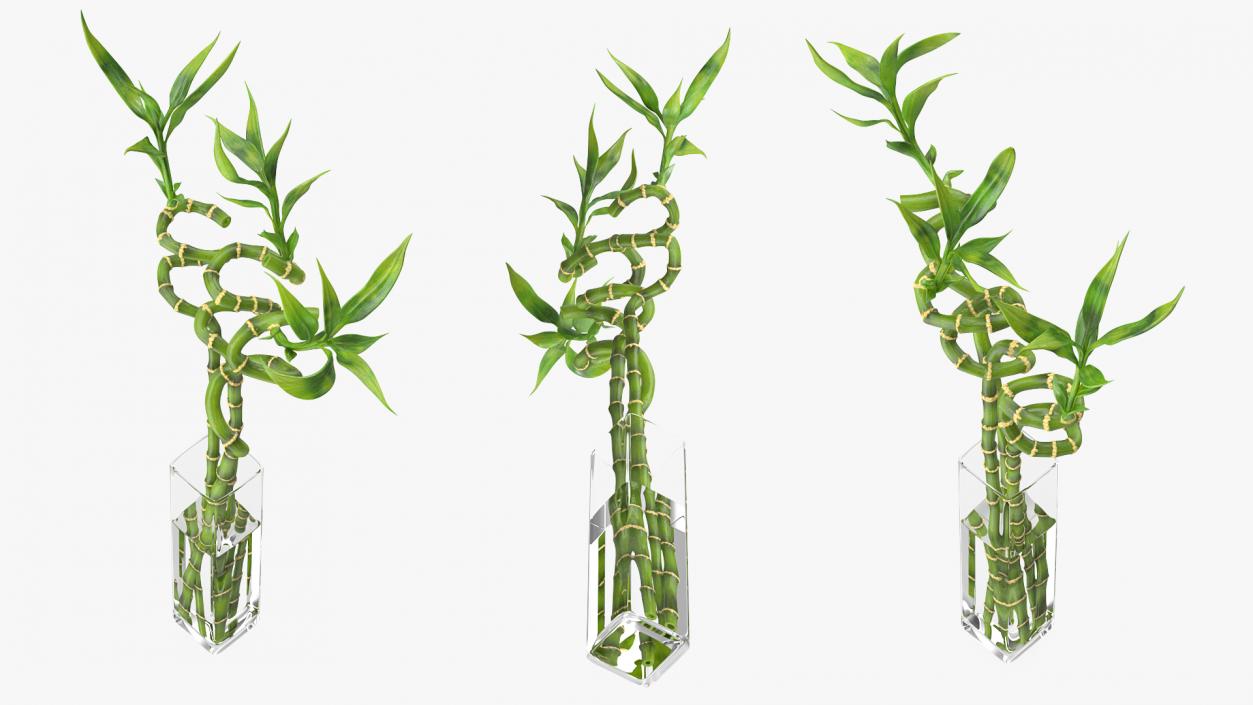 3D model Lucky Bamboo Bouquet