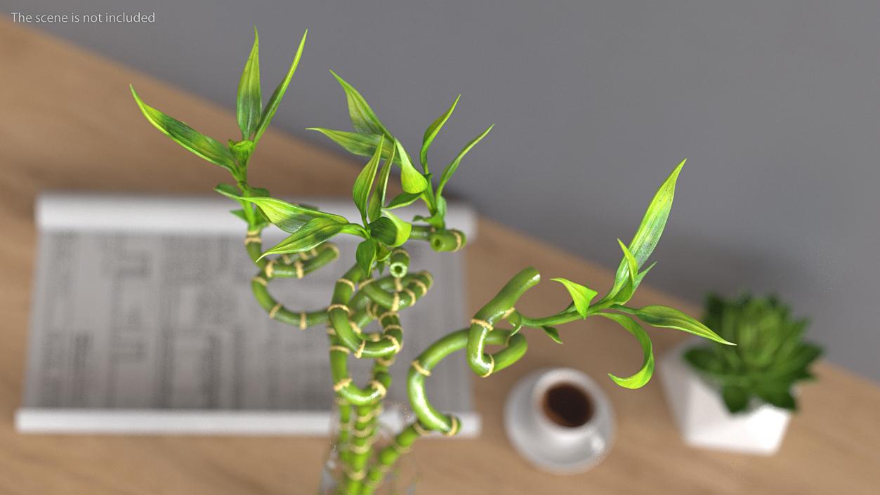 3D model Lucky Bamboo Bouquet